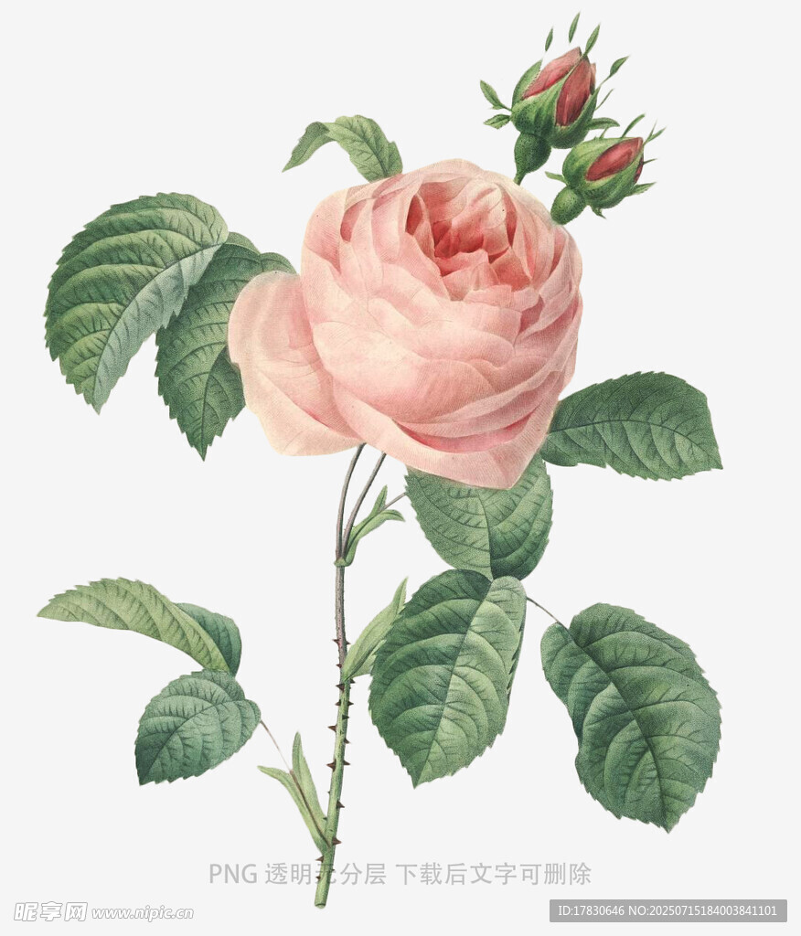 粉色玫瑰插画