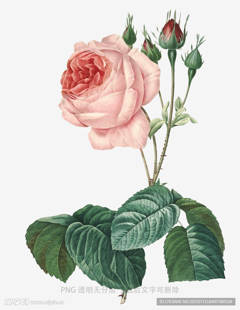 复古风粉色玫瑰插画