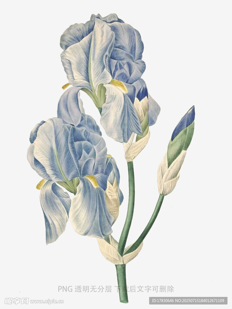蓝白鸢尾花插画