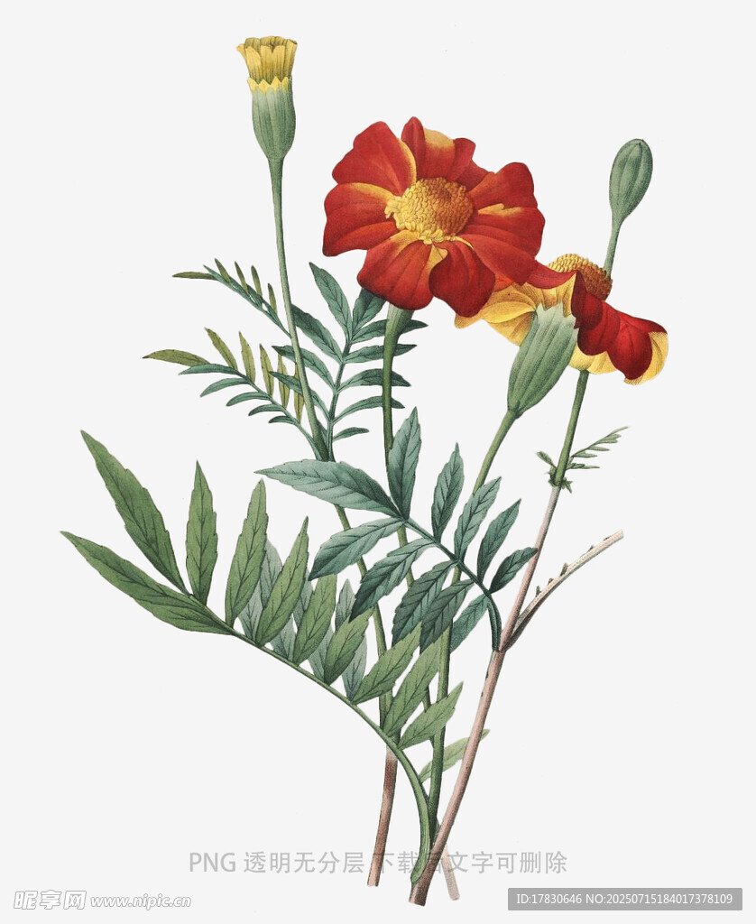 鲜艳万寿菊插画
