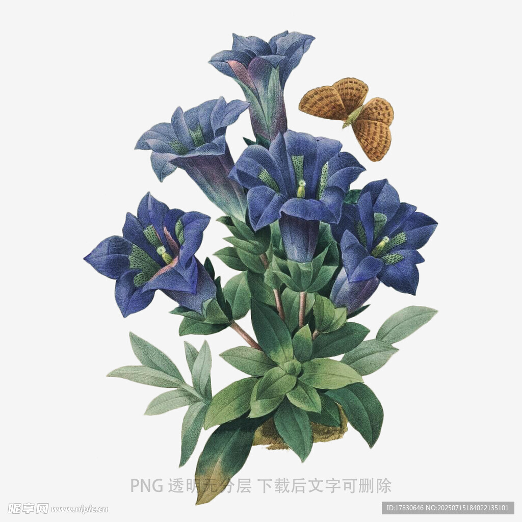 蓝色龙胆花插画