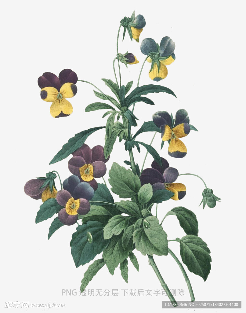 三色堇花卉插画