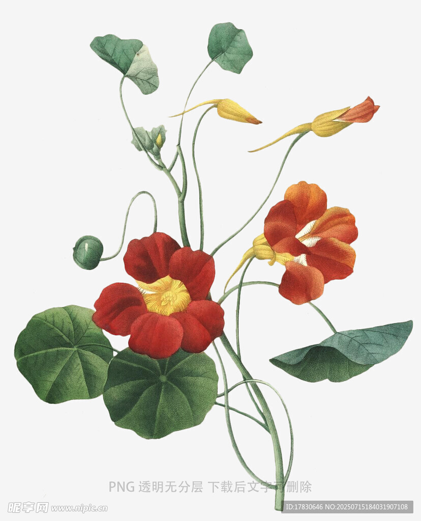 旱金莲花卉插画