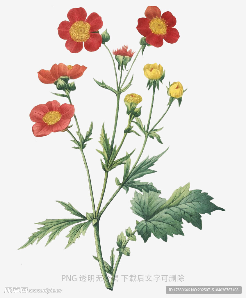 复古风花卉插画