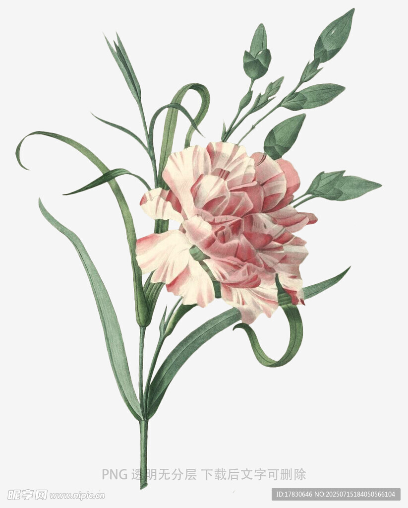 手绘粉色花卉插画