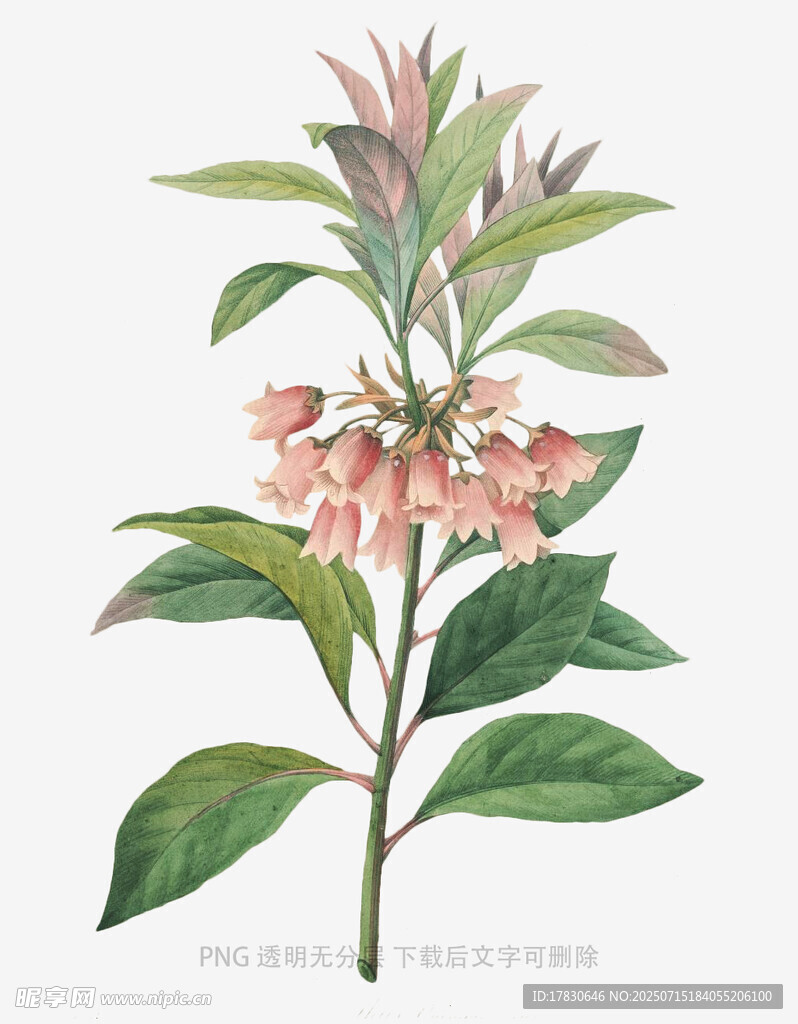 粉色花卉植物插画