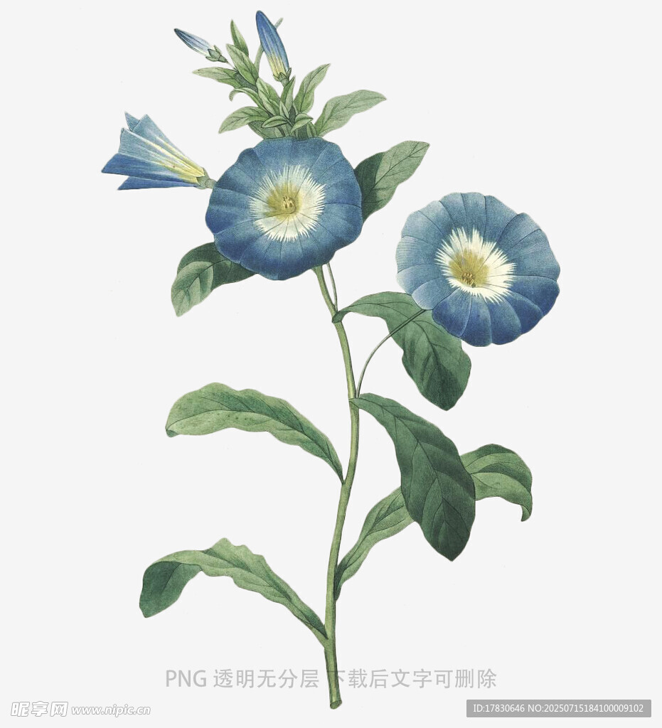 蓝色花朵植物插画