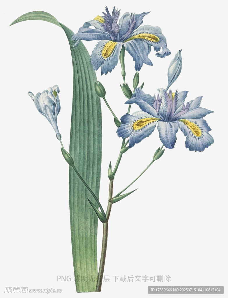蓝紫色鸢尾花植物插画