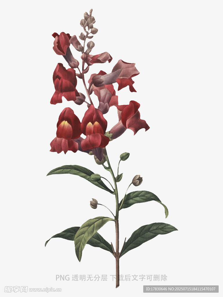 红色花卉植物特写