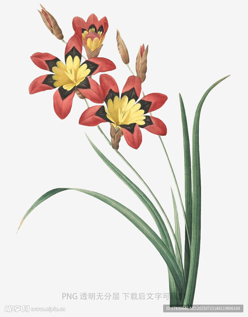 手绘红色花卉插画