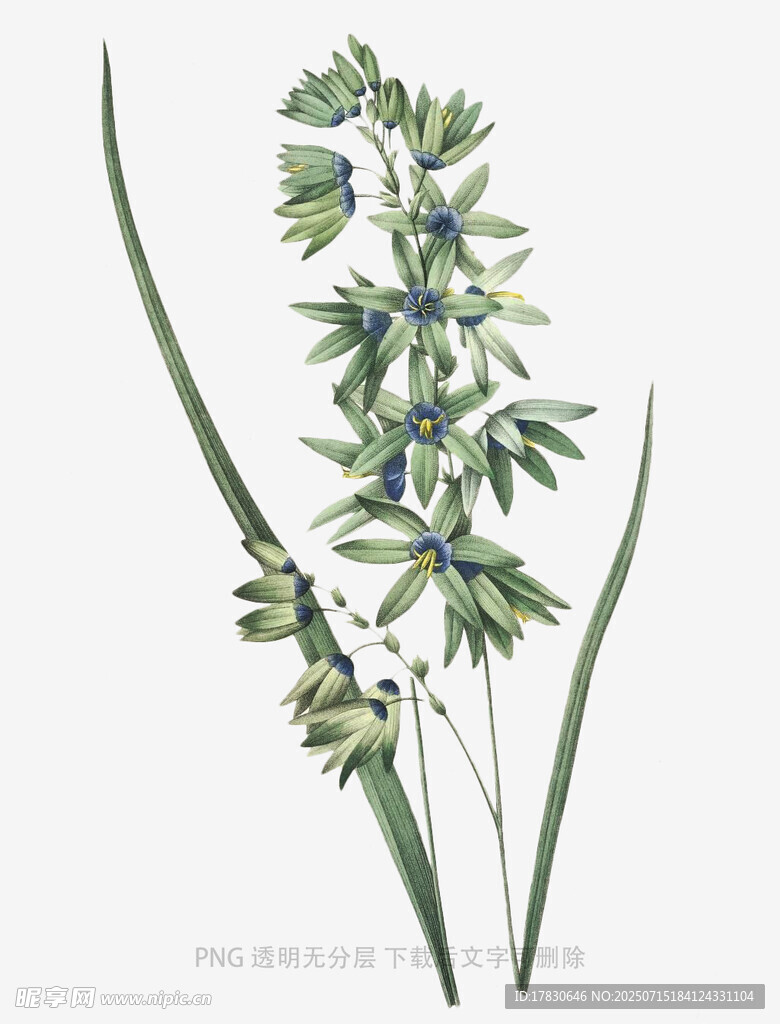 手绘绿色花草植物图