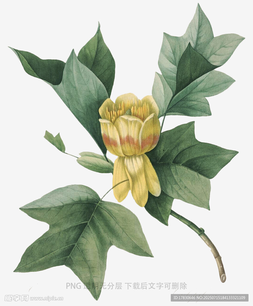 黄色花朵与绿叶植物图