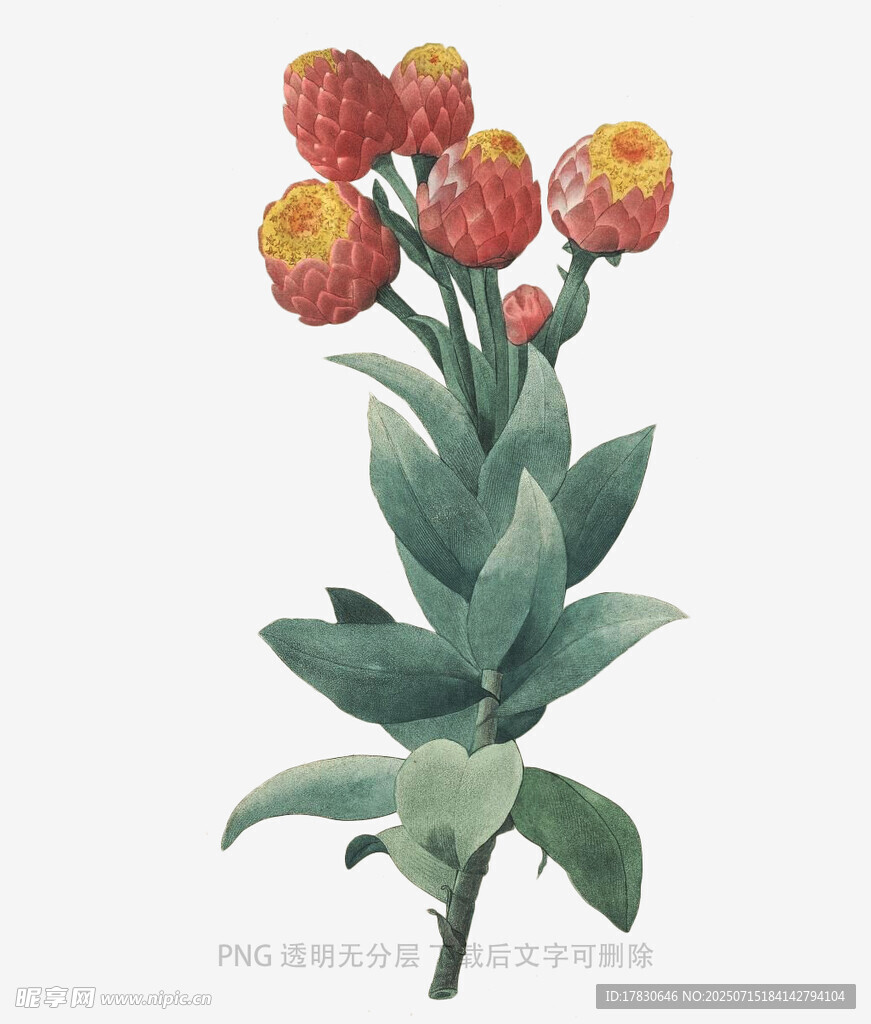 鲜艳多彩郁金香插画