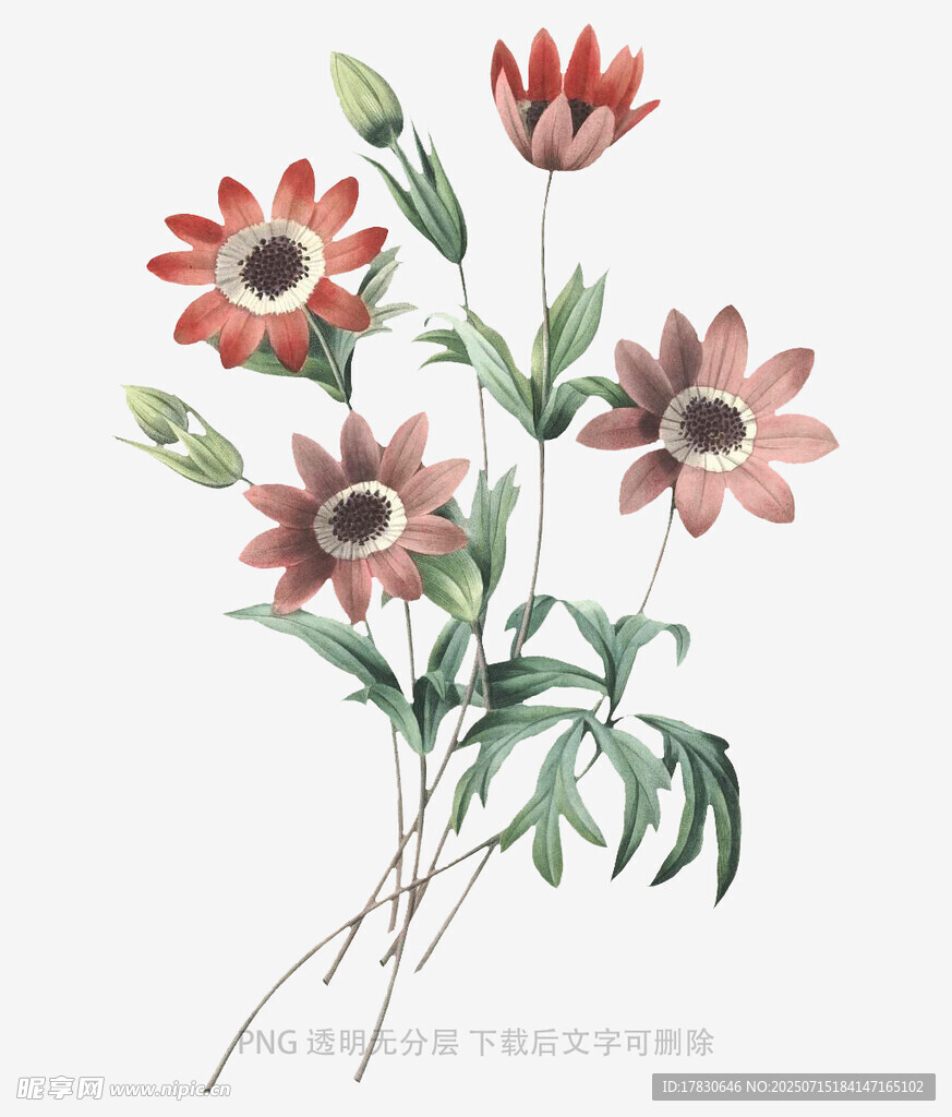 手绘红色花卉植物插画