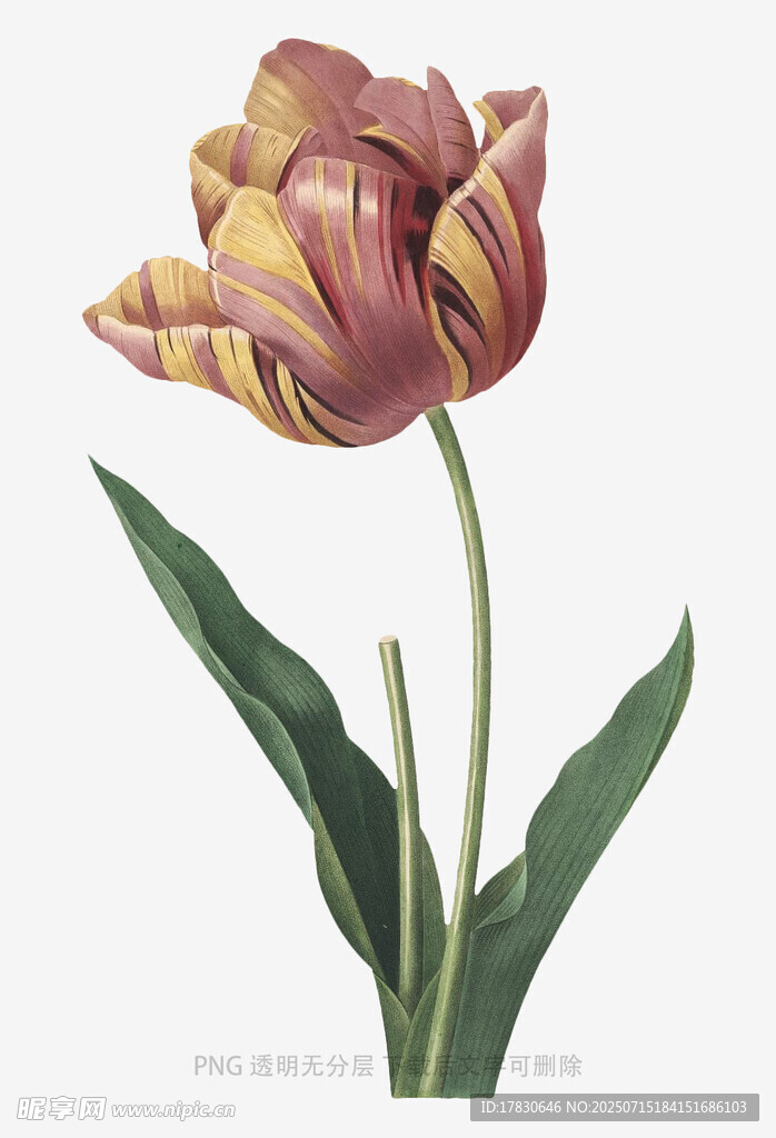 复古风单支郁金香插画