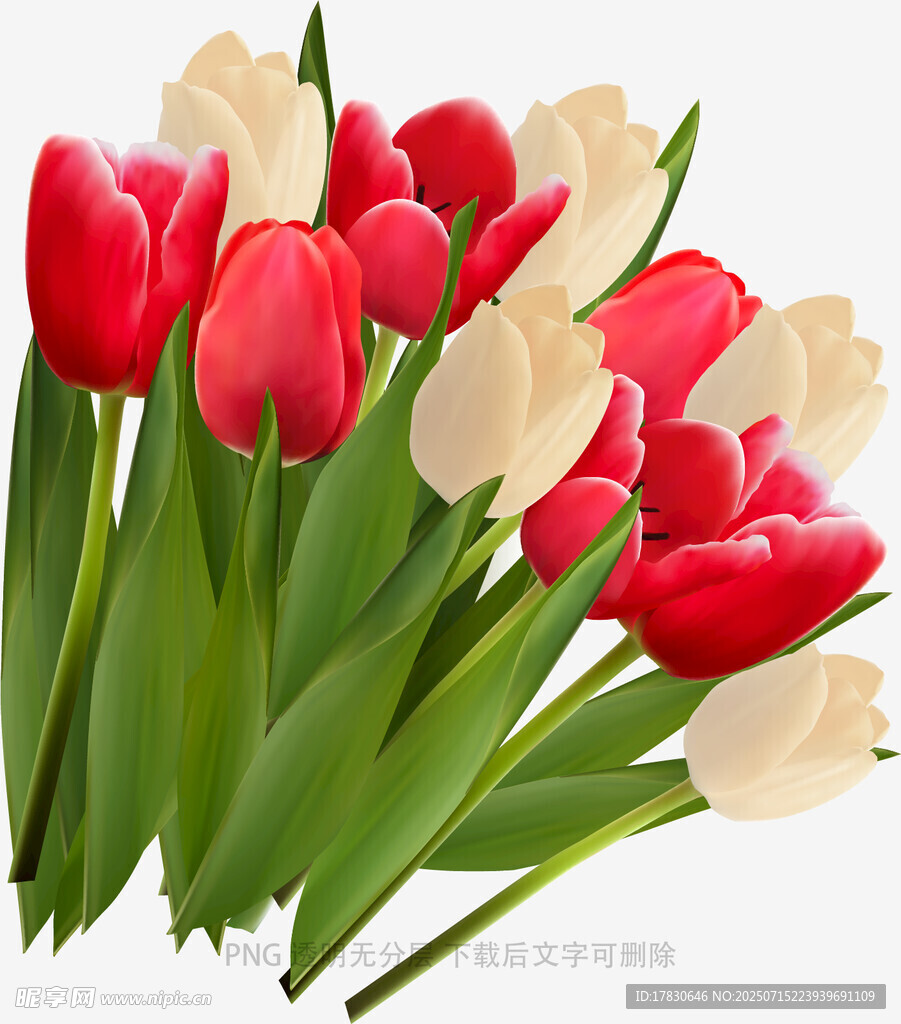 红白郁金香花束