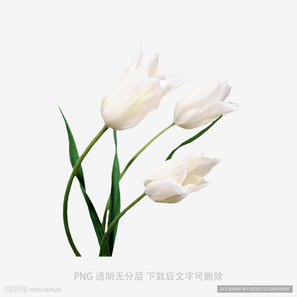 三朵白色郁金香特写