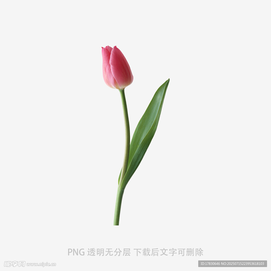 单支粉色郁金香特写