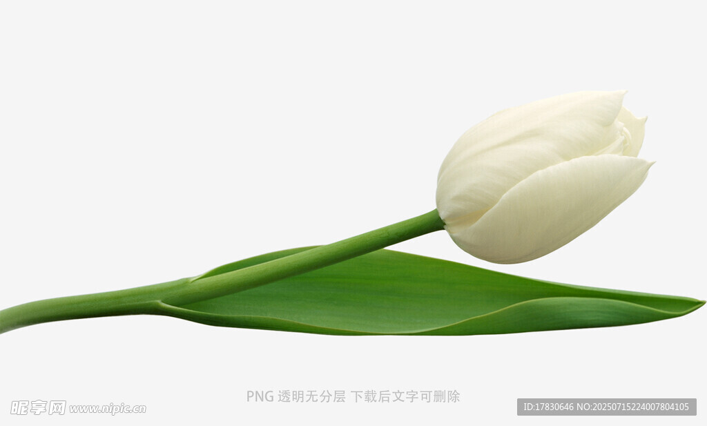 白色郁金香特写