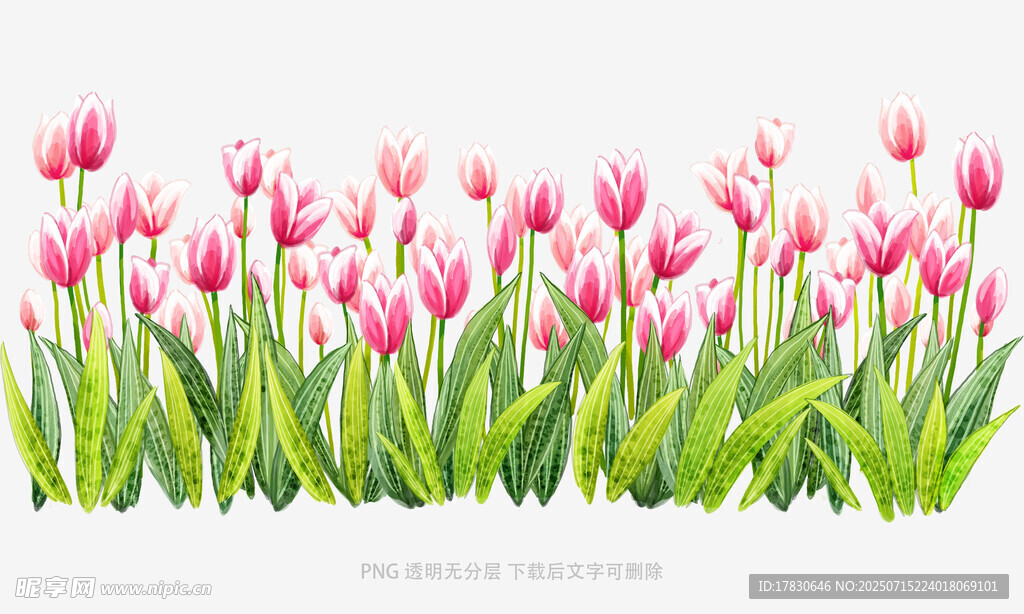 粉色郁金香花卉图案