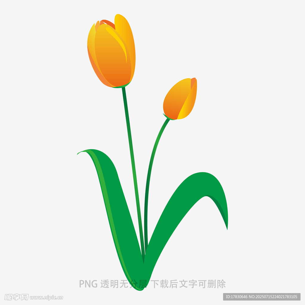 两朵橙色郁金香插画