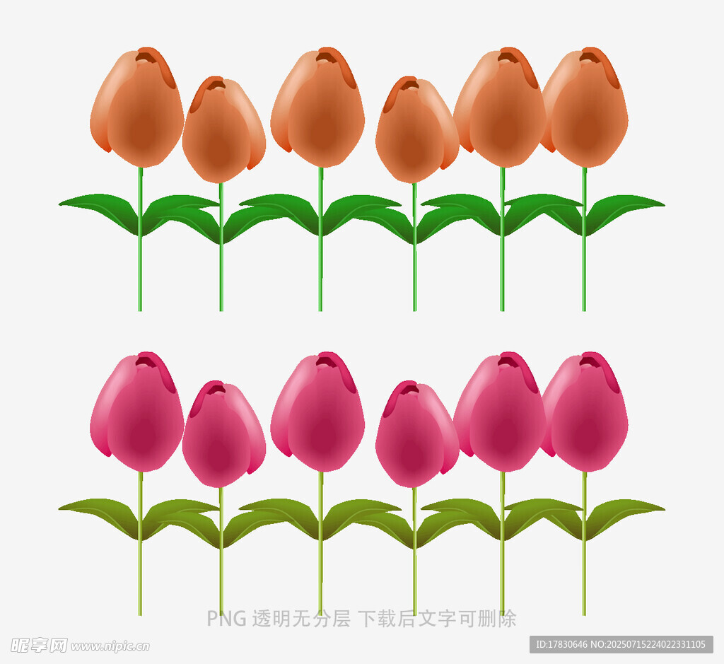 多彩郁金香花卉图案