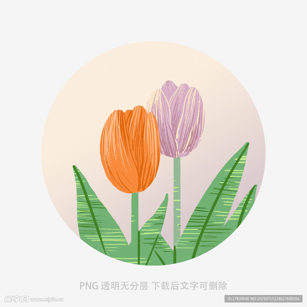 两朵郁金香插画图案