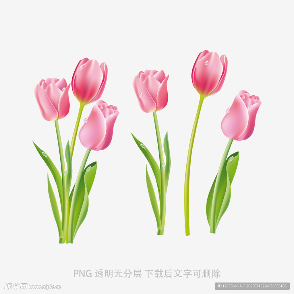 粉色郁金香插画