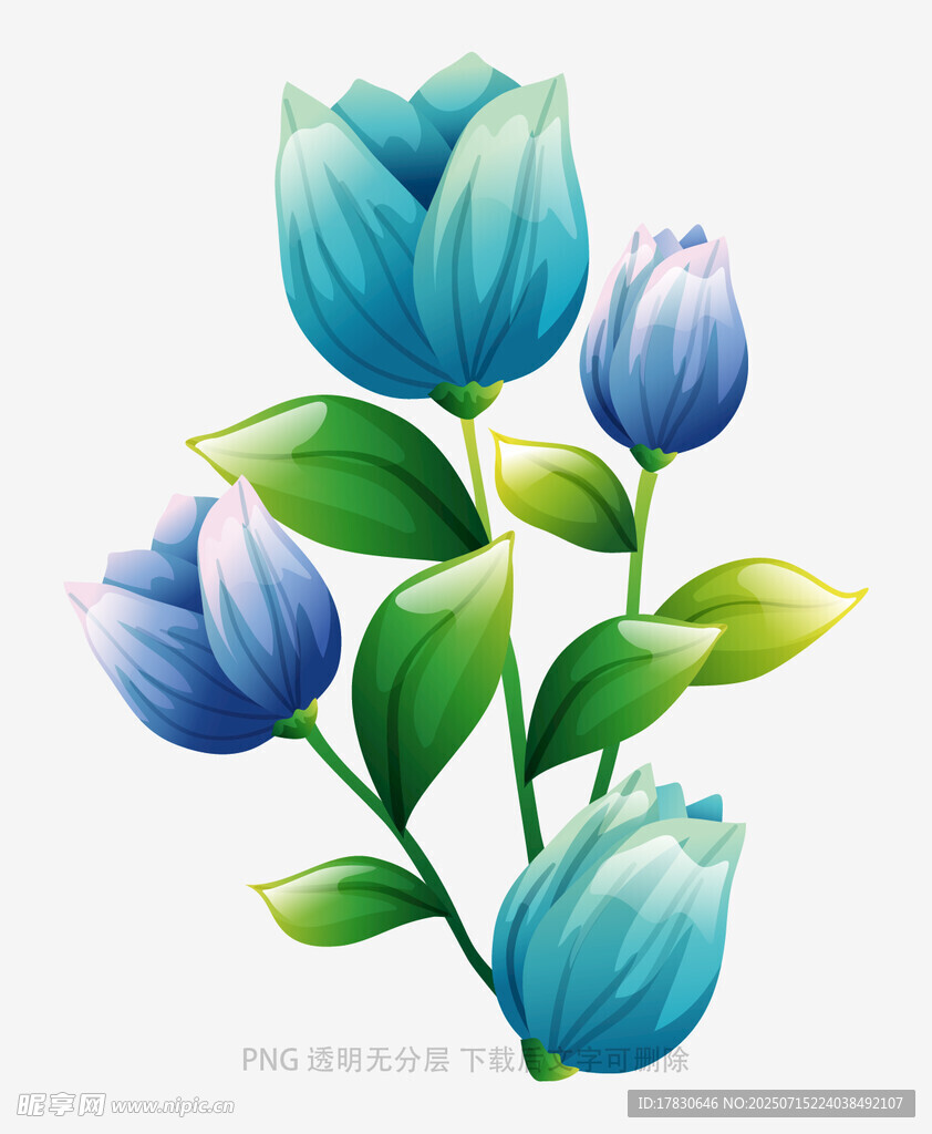 蓝色郁金香插画
