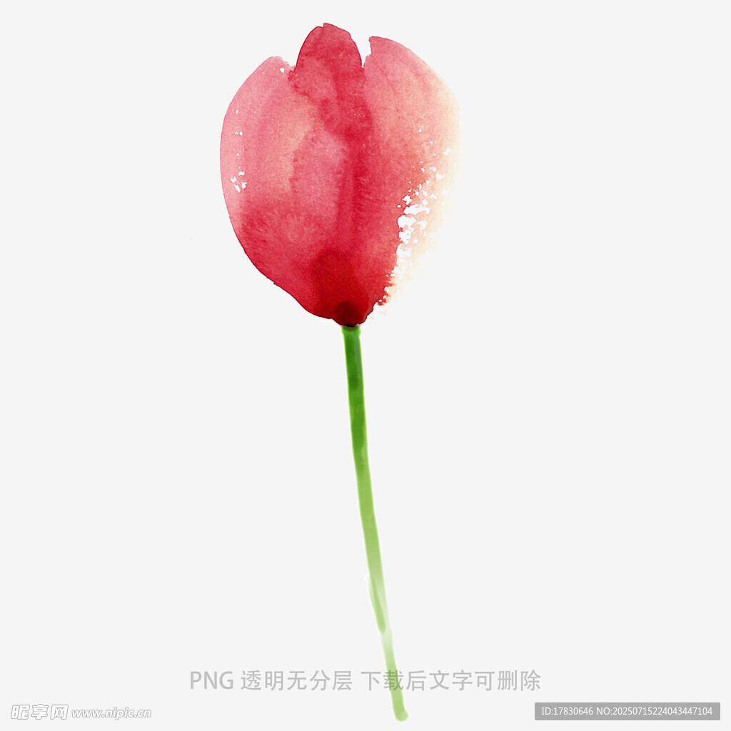 水彩风单支红色郁金香