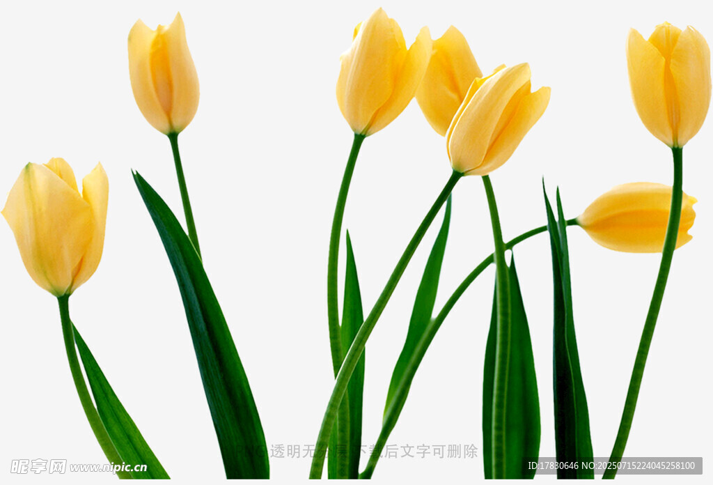 黄色郁金香花卉插画