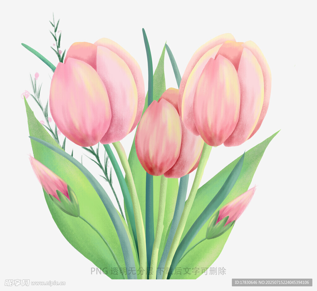 粉色郁金香插画