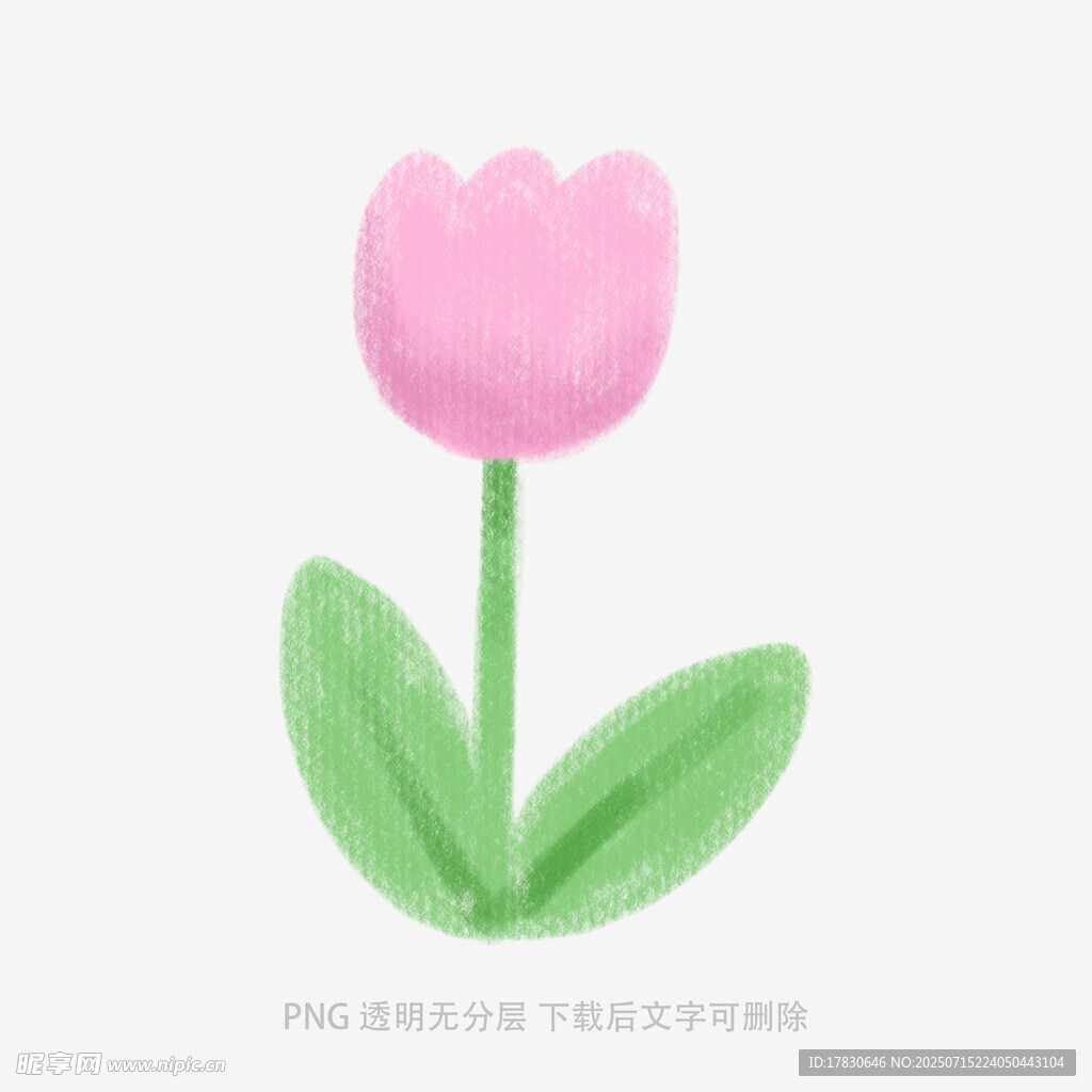 粉色手绘郁金香插画