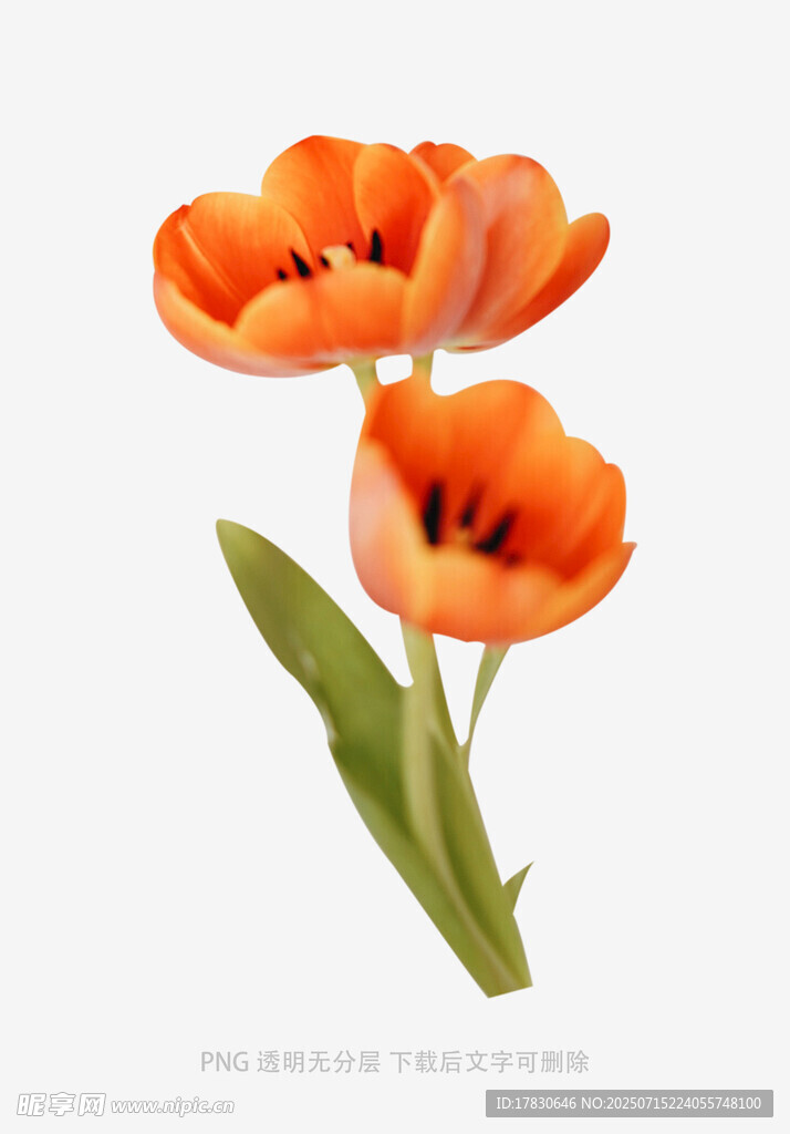 橙色郁金香花卉特写