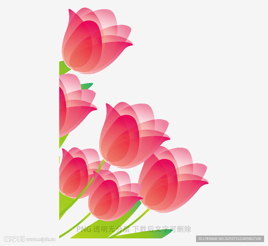 粉色郁金香花卉图案