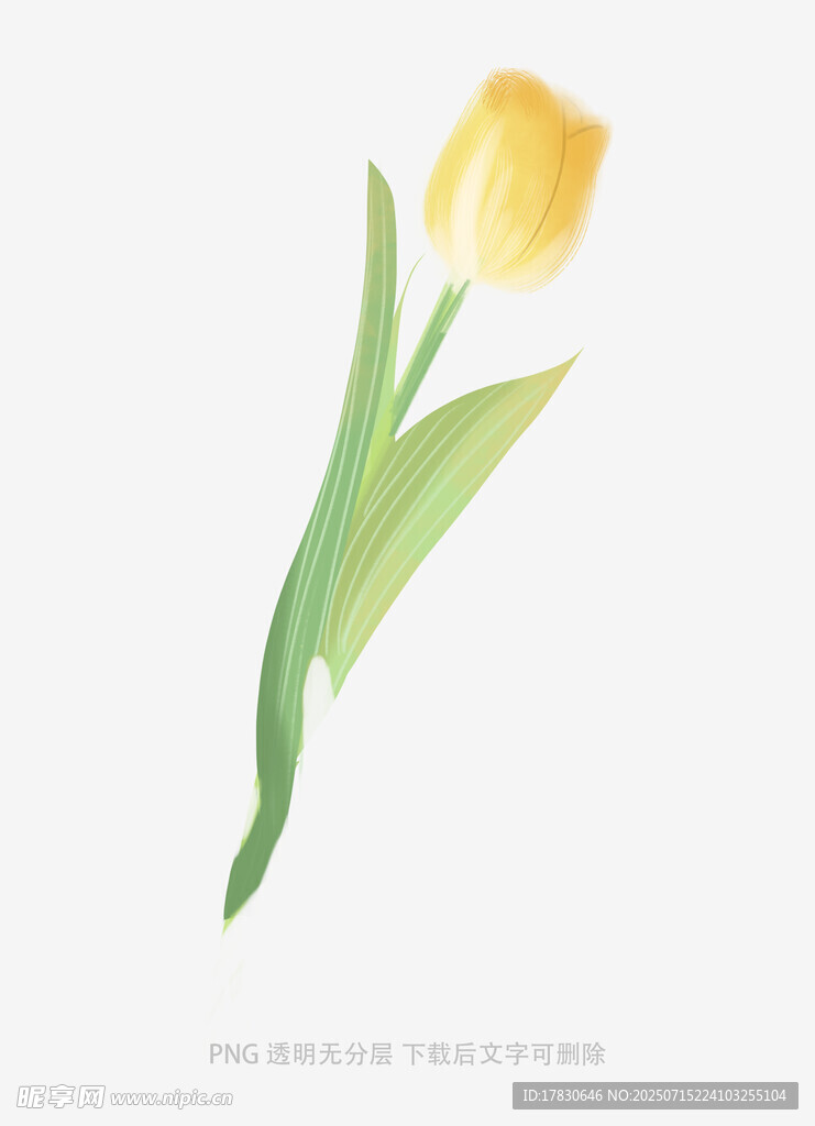 黄色郁金香插画
