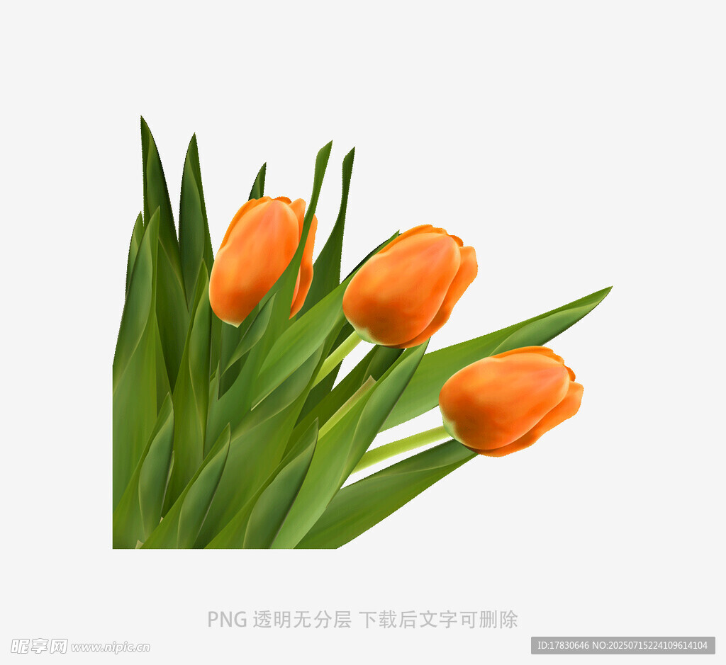 橙色郁金香花卉特写