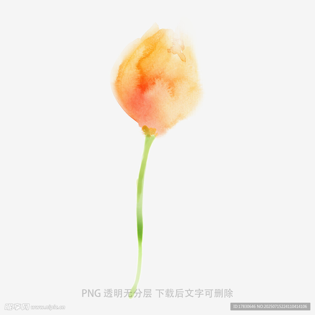 单枝橙色郁金香水彩画