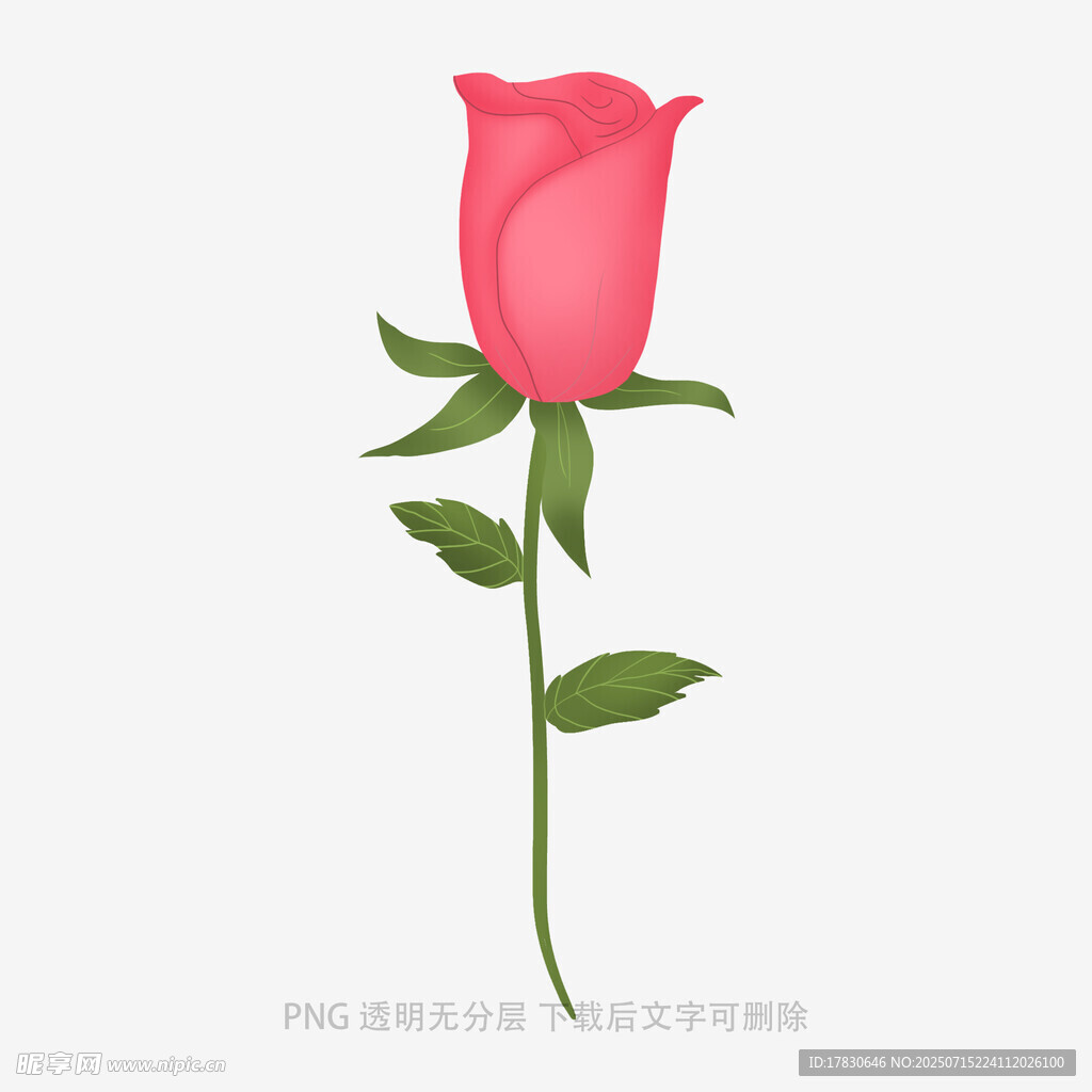 粉色单枝玫瑰插画
