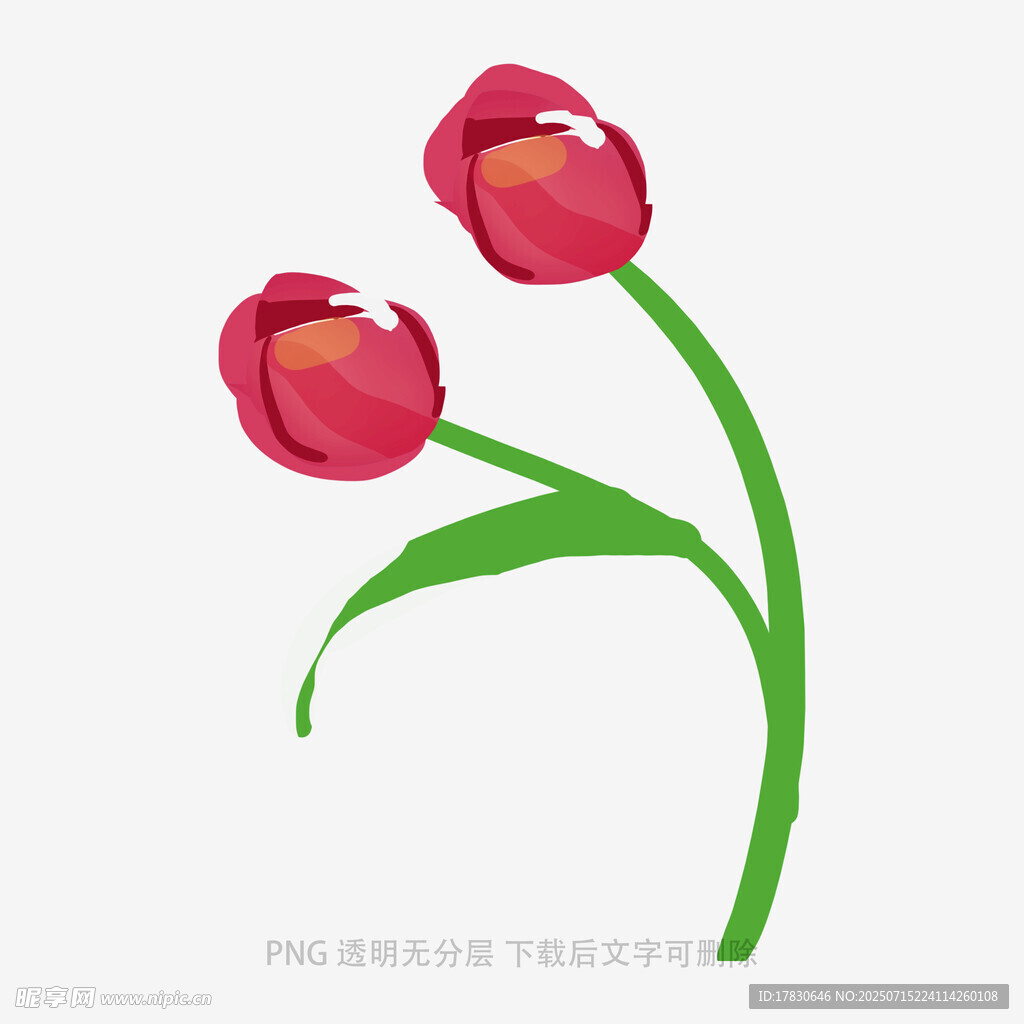 两朵红色郁金香插画