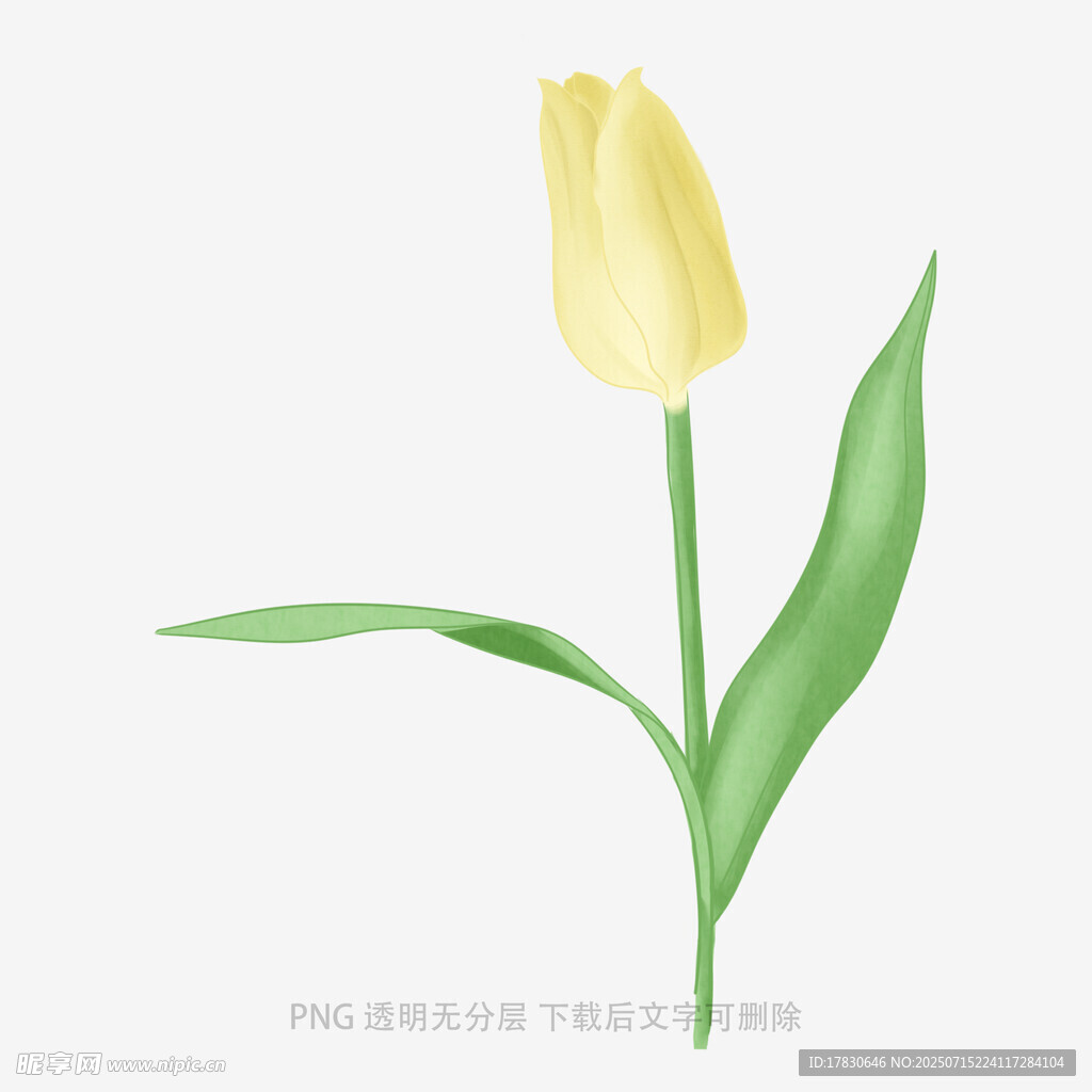 黄色郁金香插画