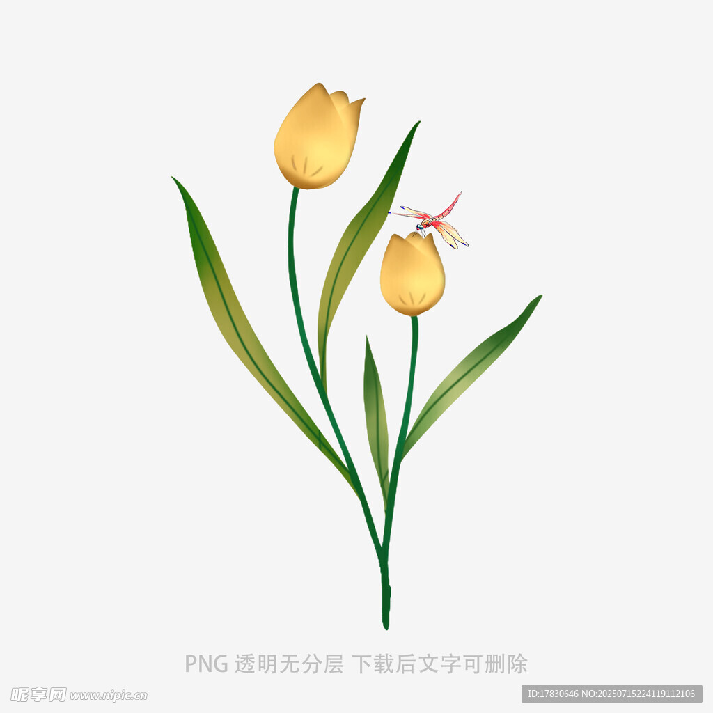 两朵黄色郁金香插画
