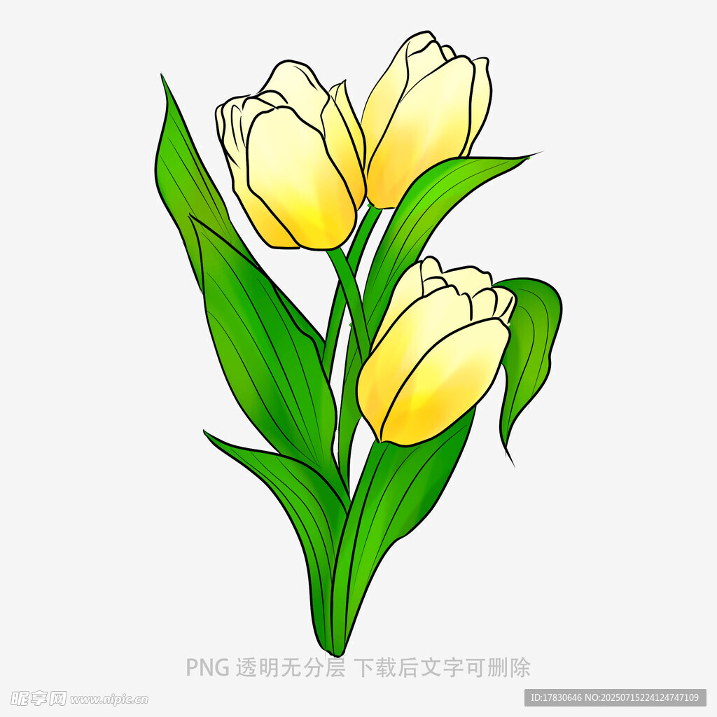 三朵黄色郁金香插画
