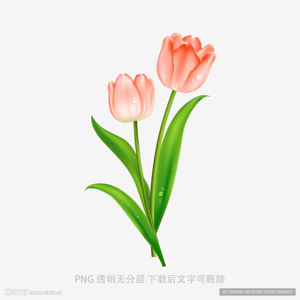 两朵粉色郁金香插画