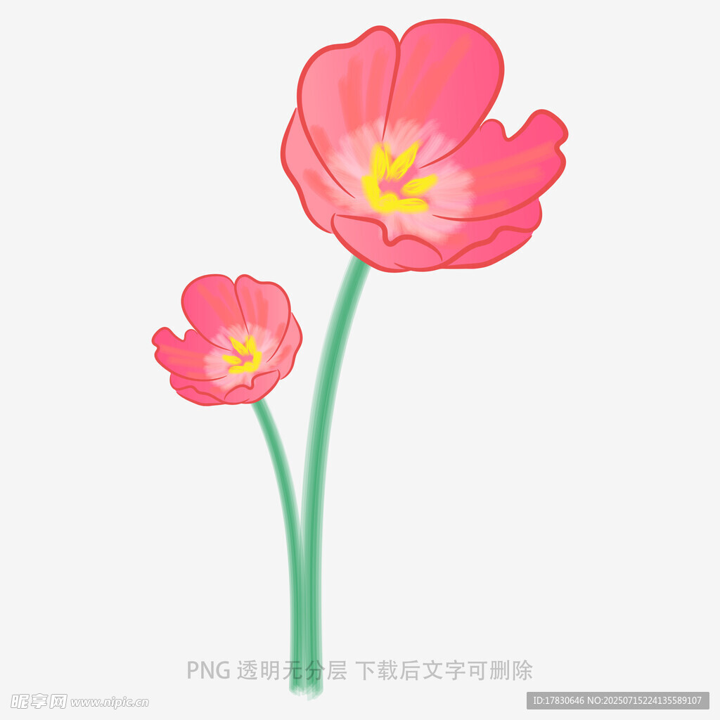 两朵粉色花朵插画