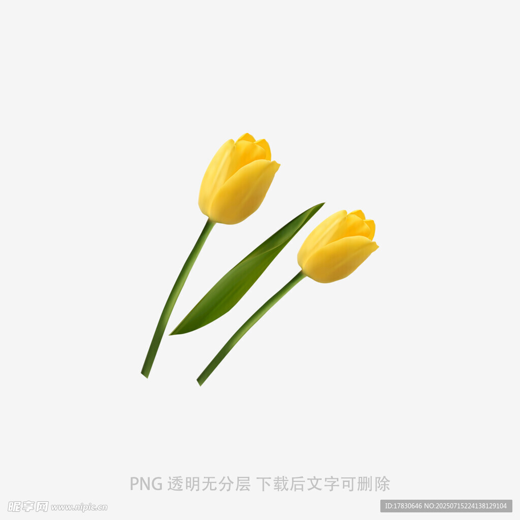 三朵黄色郁金香清新画面
