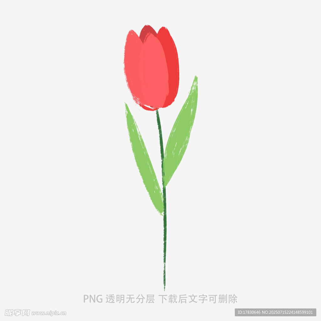 红色郁金香插画
