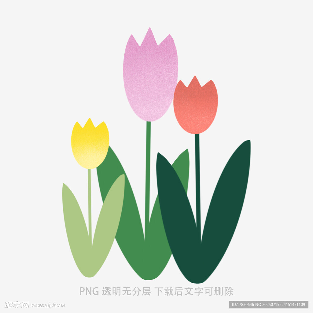三朵郁金香插画