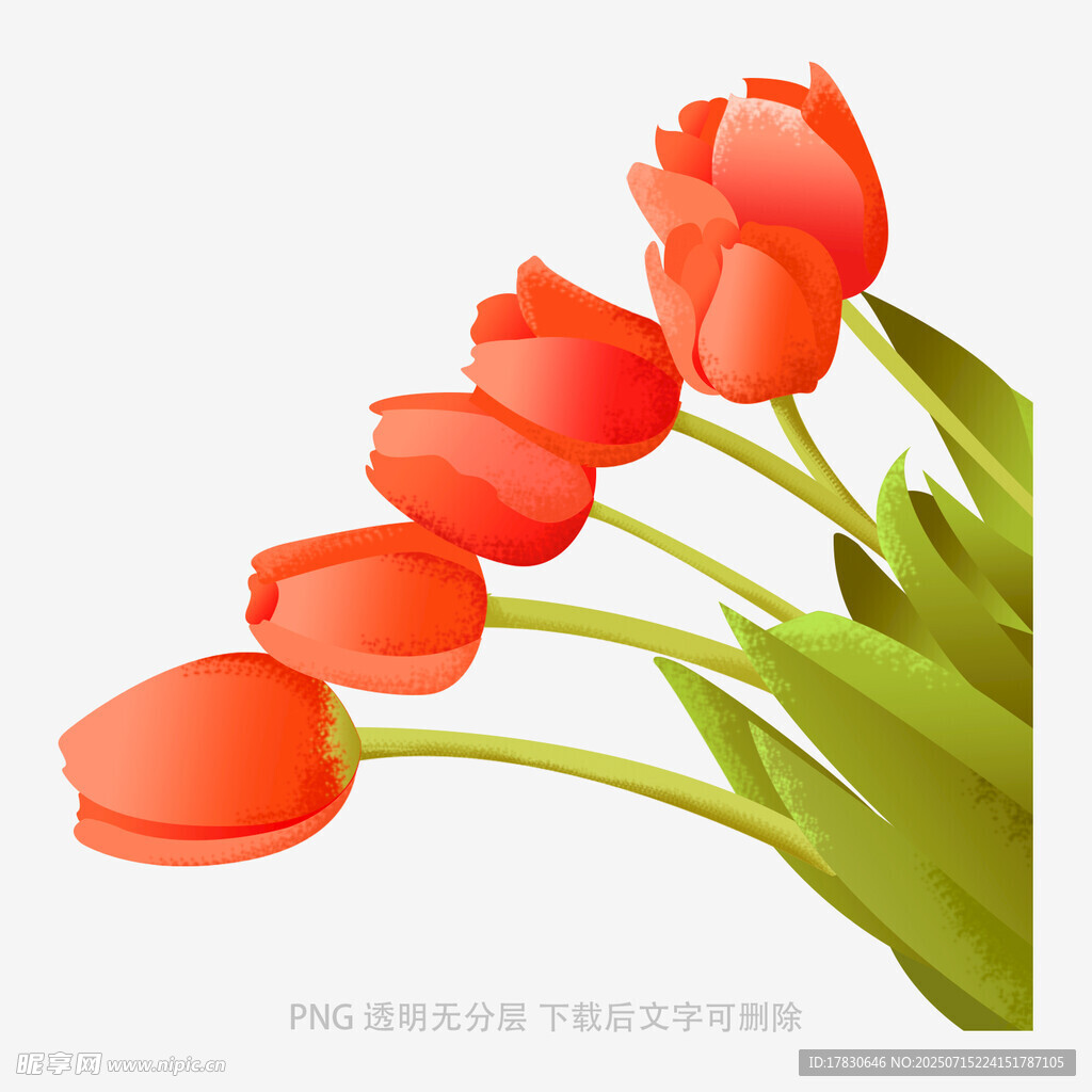 红色郁金香插画