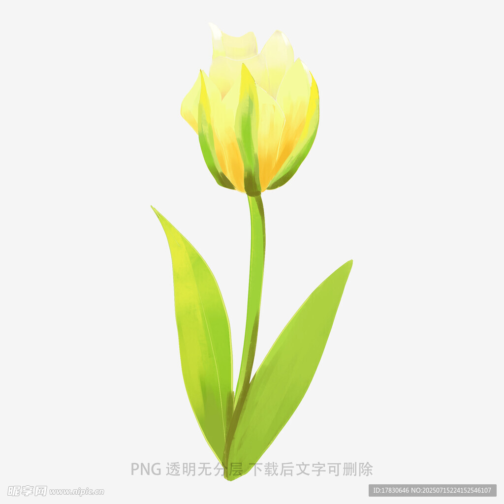 黄色郁金香插画